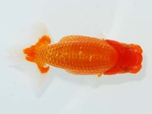 横浜観魚会 16位　川田正昭