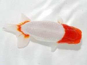 横浜観魚会 6位　竹内誠司