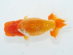 横浜観魚会 8位　津島洋介