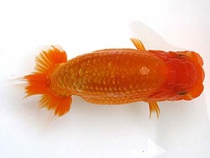 愛魚会　研究会　一位　目黒康弘