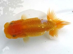 愛魚会　研究会　二位　柴山芳昭