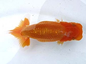 愛魚会　研究会　三位　大久保義彰