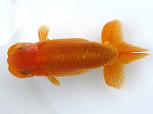 愛魚会　研究会　四位　吉川宗夫