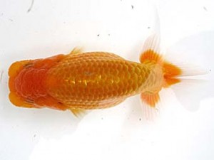 愛魚会　研究会　五位　柴山芳昭