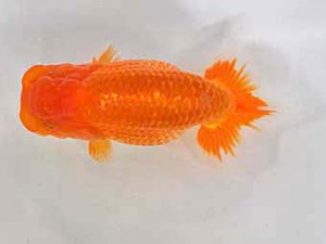 研究会　1位　堀切輝雄