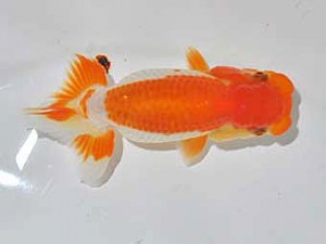 研究会　3位　和田明男