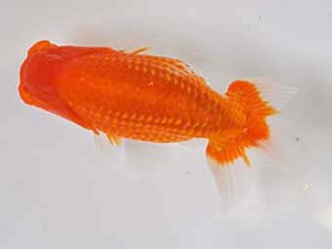 研究会　4位　古川裕明