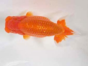 研究会　5位　堀切輝雄