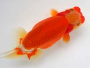 知多昇蘭会　東大関　山口広隆  津