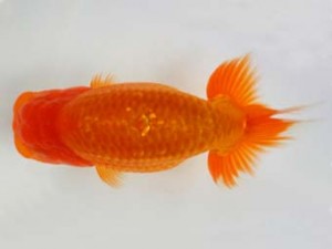 知多昇蘭会　立行司　立松大介　津島