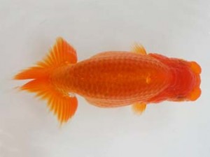 知多昇蘭会　東取締　杉江克己　常滑