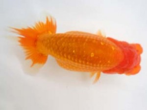 知多昇蘭会　西取締　山口広隆  津