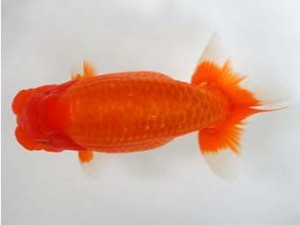 知多昇蘭会　東大関　立松大介　津島