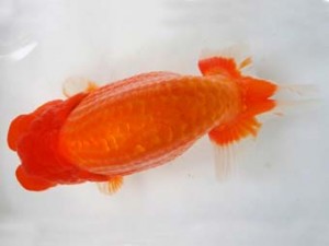 知多昇蘭会　西大関　加藤安正　高浜