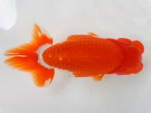 知多昇蘭会　立行司　榊原輝和　半田