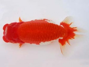 知多昇蘭会　東大関　川口敦司　稲沢