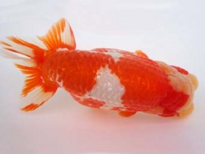 知多昇蘭会　西大関　新美政雄　半田