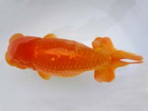 知多昇蘭会　立行司　荒井実明　西尾