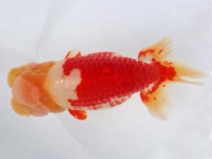 知多昇蘭会　東取締　川口　功　あま