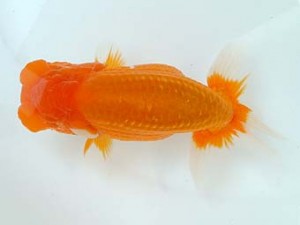 愛媛県らんちゅう愛好会　西大関　山光　勳　松山市