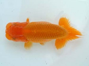 愛媛県らんちゅう愛好会　立行司　宮本富生　徳島市