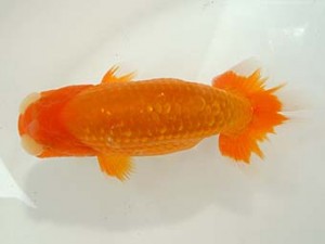 愛媛県らんちゅう愛好会　西取締　山光　勳　松山市