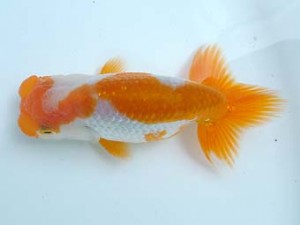 愛媛県らんちゅう愛好会　東大関　宮本富生　徳島市