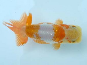 愛媛県らんちゅう愛好会　西大関　川野多寛　石井町