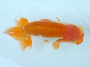 愛媛県らんちゅう愛好会　立行司　川野多寛　石井町