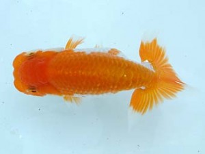 愛媛県らんちゅう愛好会　東取締　西村喜代典　松山市