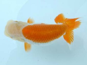 愛媛県らんちゅう愛好会　西取締　清水大輔　松山市