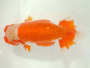 愛媛県らんちゅう愛好会　東大関　河野廣和　新居浜市