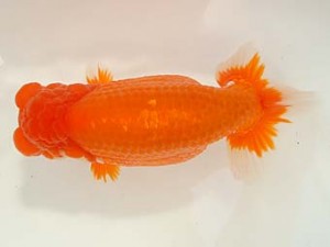 愛媛県らんちゅう愛好会　西大関　高岡泰雄　松山市