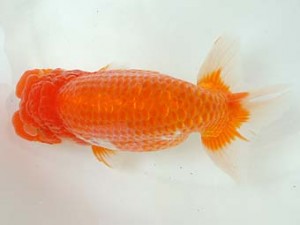 愛媛県らんちゅう愛好会　立行司　中村　弘　松山市