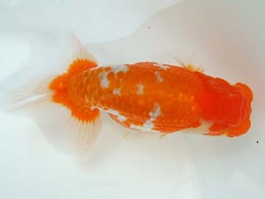 愛媛県らんちゅう愛好会　西取締　山光　勳　松山市