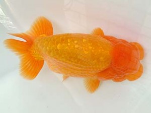 愛媛県らんちゅう愛好会　西大関　山内永文　今治市