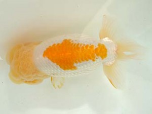 愛媛県らんちゅう愛好会　東取締　 佐賀徳之　松前町