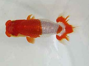 遠錦会　東大関　服部行宏 (磐田市)