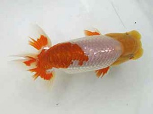 遠錦会　西大関　 鈴木和男 (浜松市)