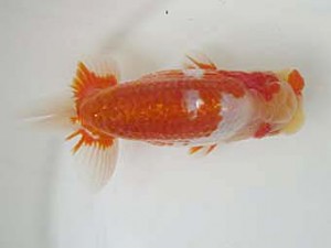 遠錦会　東取締　鈴木克己 (浜松市)