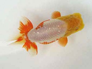 遠錦会　西取締　服部行宏 (磐田市)