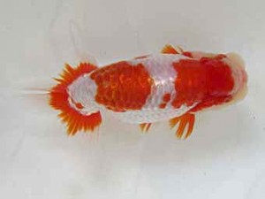 遠錦会　東大関　安藤　寛 (森町)