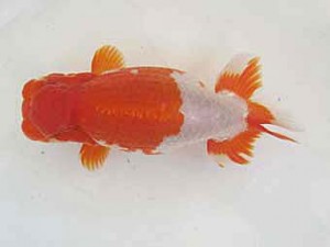 遠錦会　立行司　吉村友良 (稲沢市)