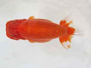 遠錦会　東取締　山口伊佐夫 (浜松市)