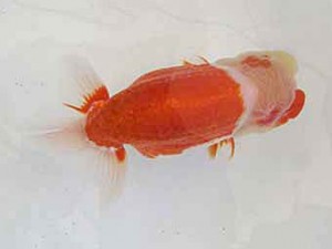 遠錦会　西取締　安藤　寛 (森町)