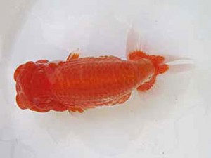 遠錦会　西大関　鎌田俊巳 (磐田市)