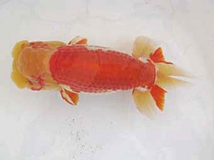 遠錦会　立行司　川口敦司 (稲沢市)