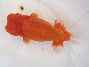 遠錦会　東取締　鎌田俊巳 (磐田市)