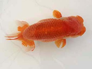 遠錦会　西取締　田中康浩 (豊橋市)