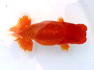 福岡観魚会　西大関　泉華　力丸洋一　鳥栖みやき